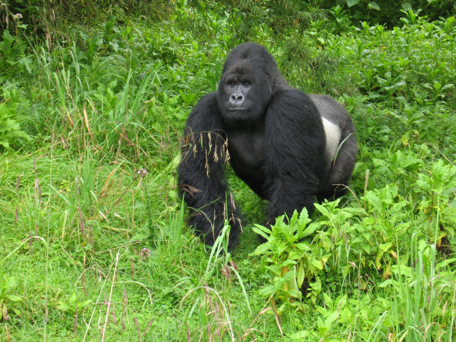 Majestic mountain gorilla in the lush Virunga forest